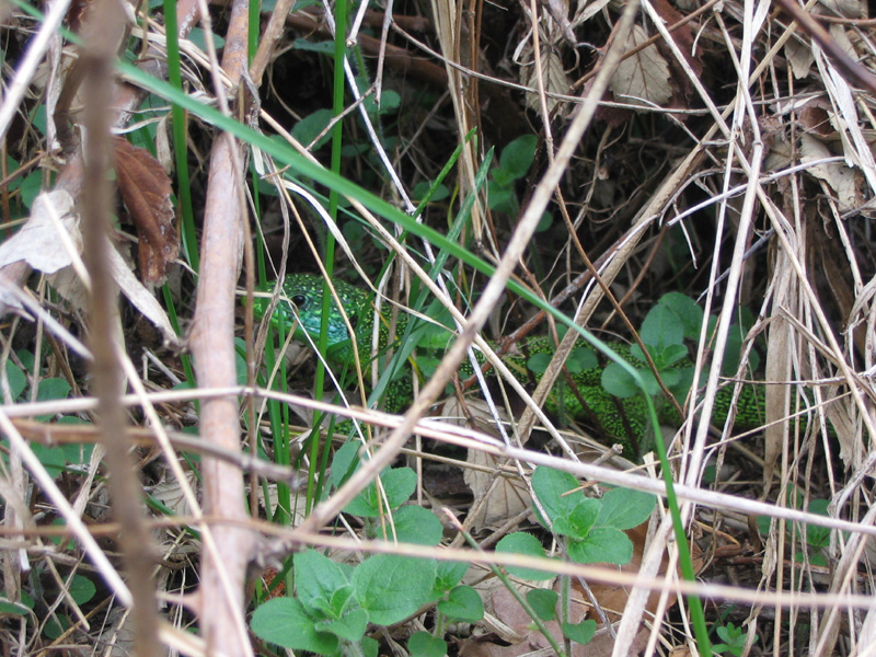 Lacerta bilineata, maschio o femmina??
